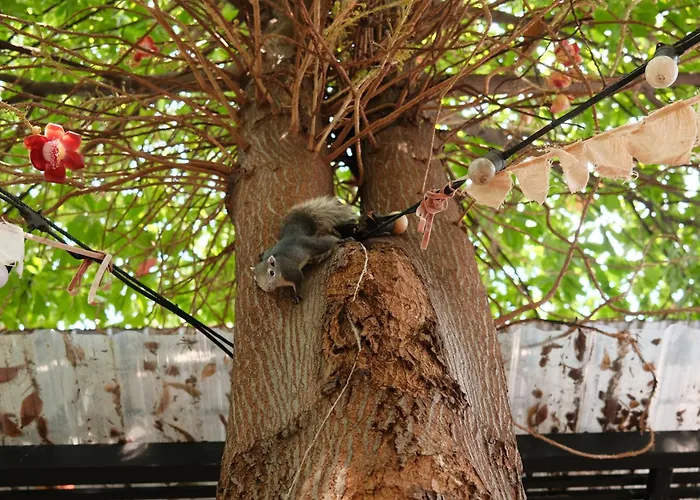 Yard Bangkok